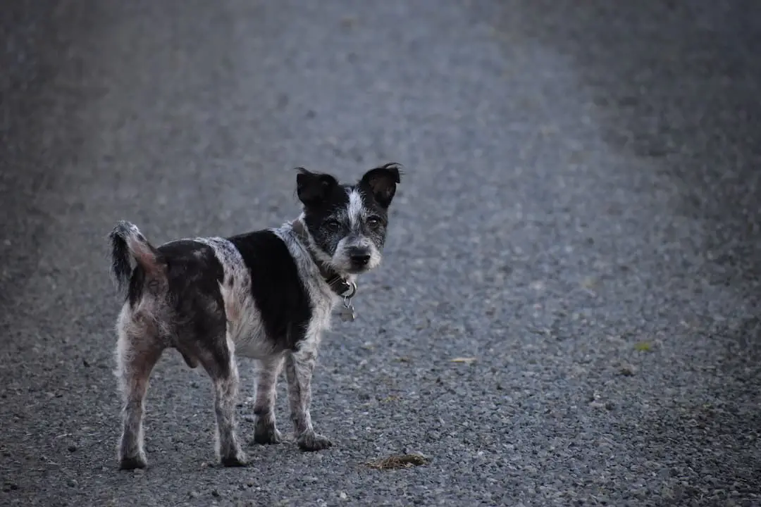 How long does it take for worms to leave a dog’s body?