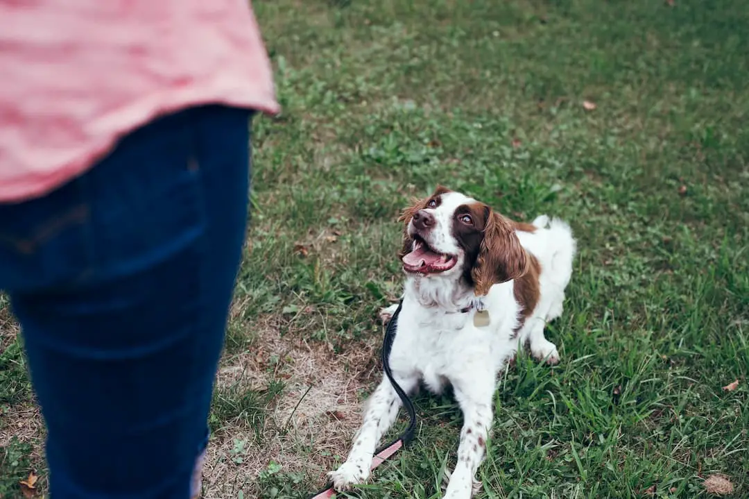 Is 2 years too old to train a dog?