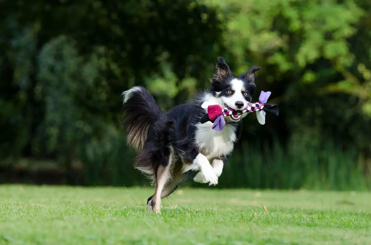 Dog Boarding FAQ: Answers to Your Burning Questions