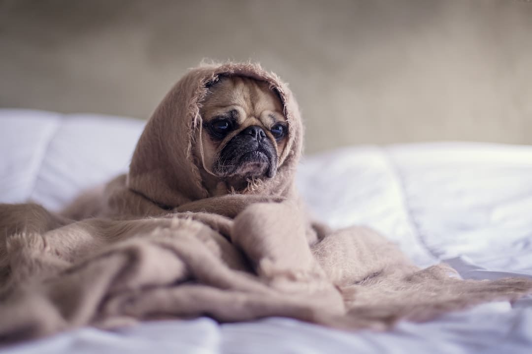 How long can a dog go without showering?