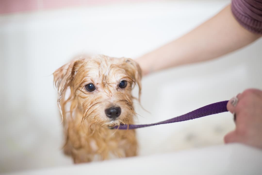 How long can a dog go without showering?