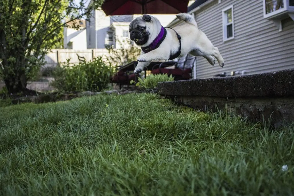 How much is Boarding School for Dogs?