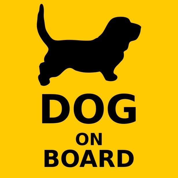 Does Boarding a Dog Cause Any Harm?