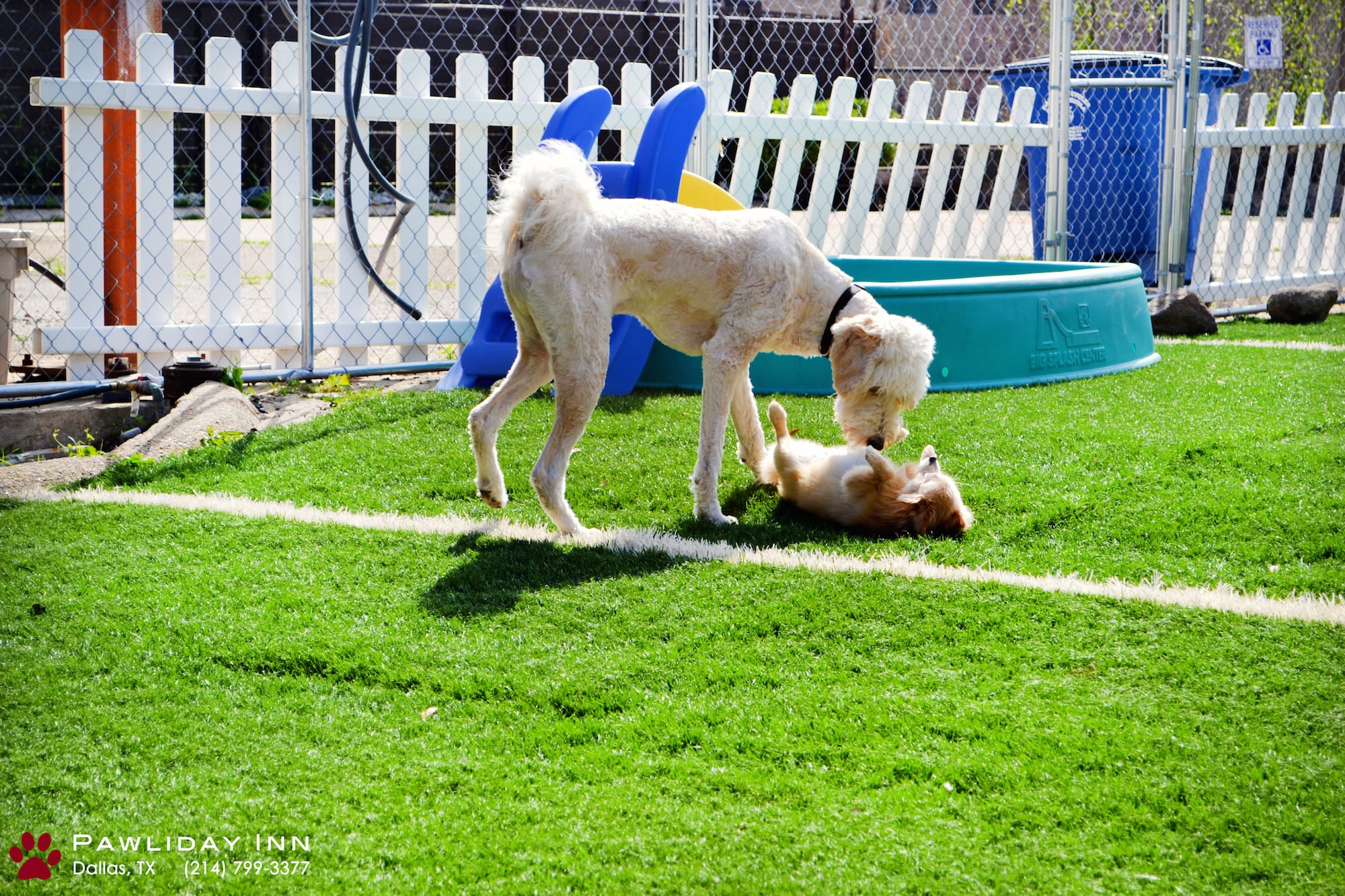 How Much Is Boarding for Dogs?