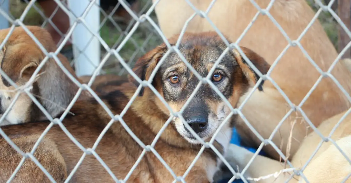 Do dogs bark all night in boarding kennels?