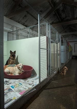 Exploring Boarding Facilities for Dogs: Choosing the Best Environment for Your Pet