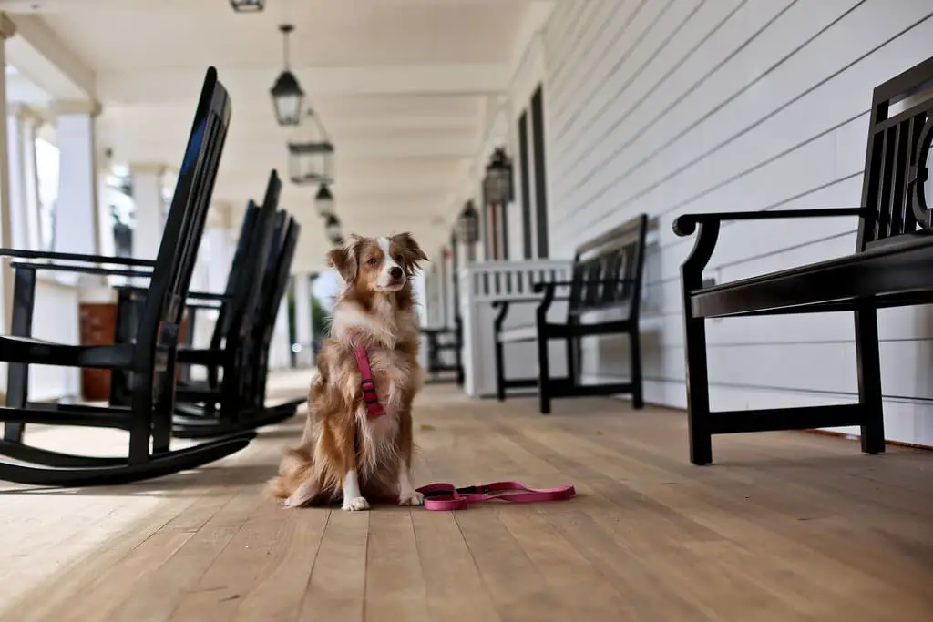 What is the Price for Dog-friendly Hotels?