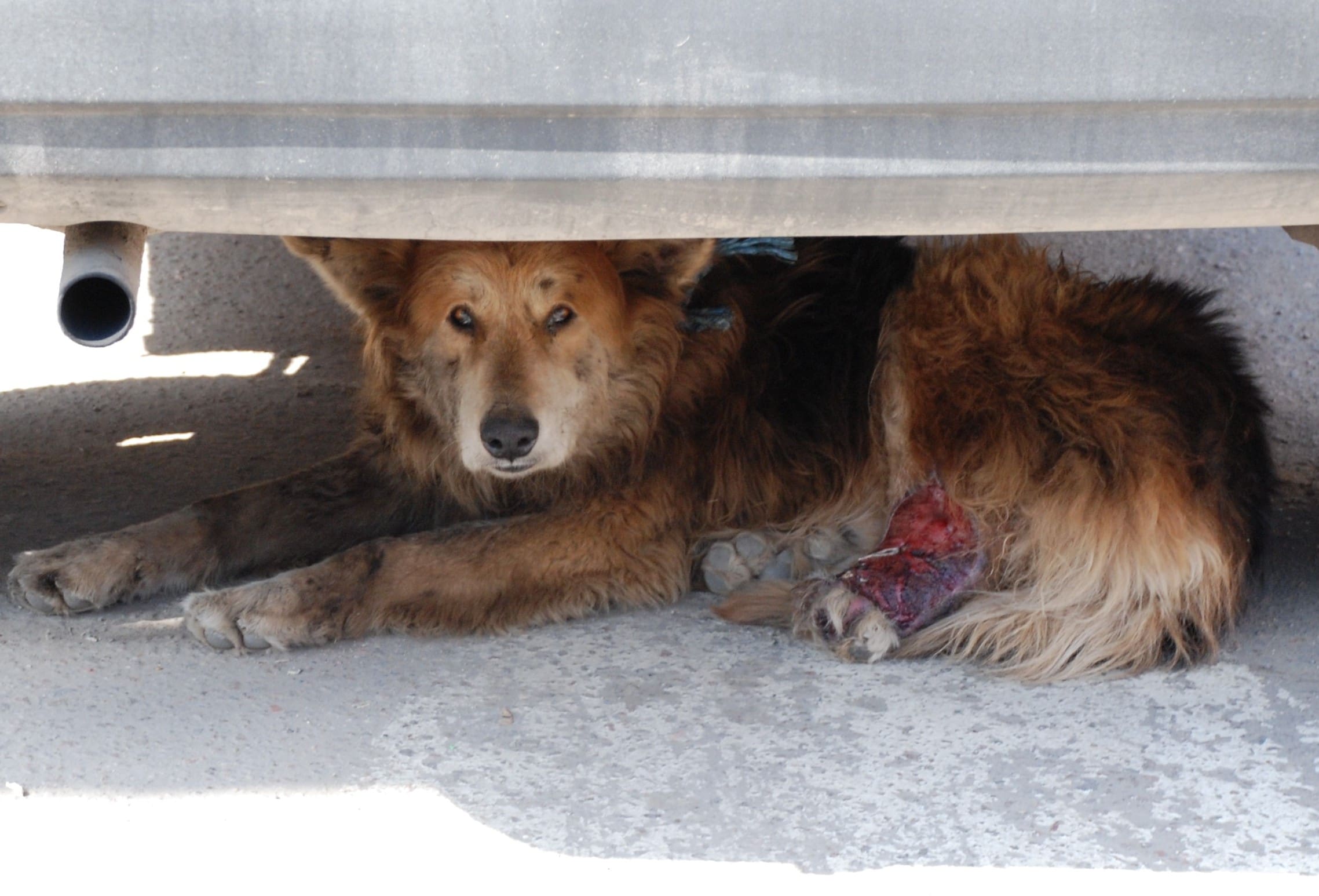 Does Boarding a Dog Hurt Them?