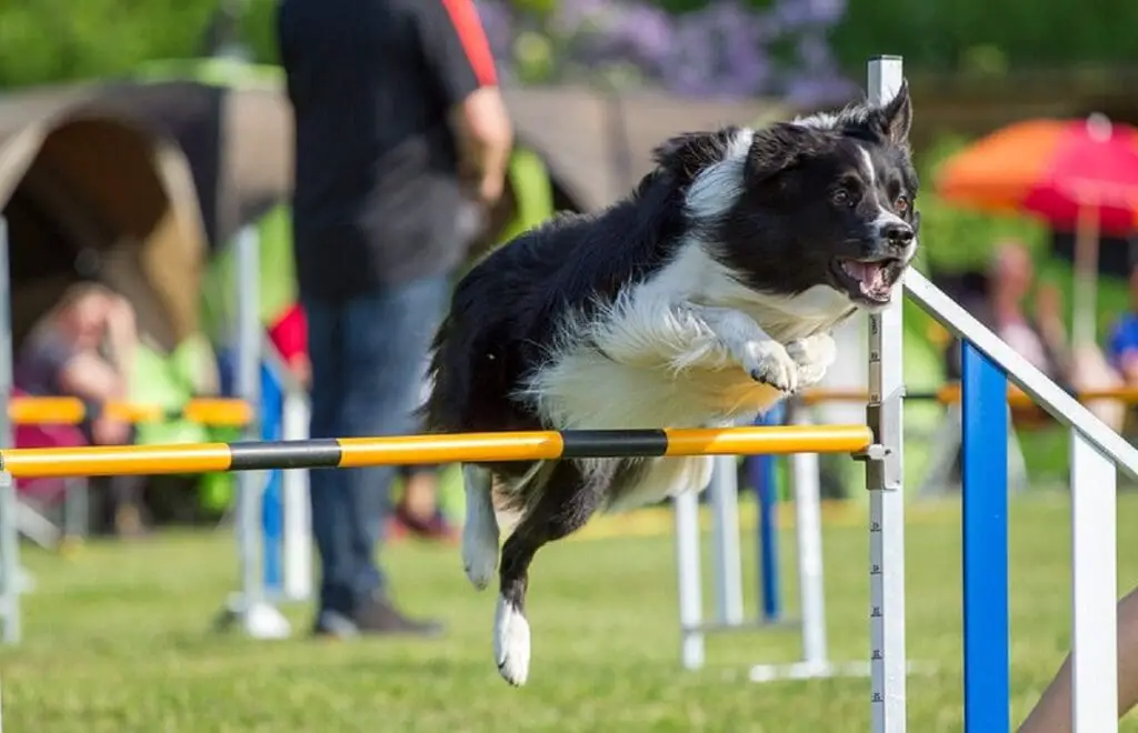 Training and Boarding for Dogs: The Perfect Combination for Behavioral Improvement