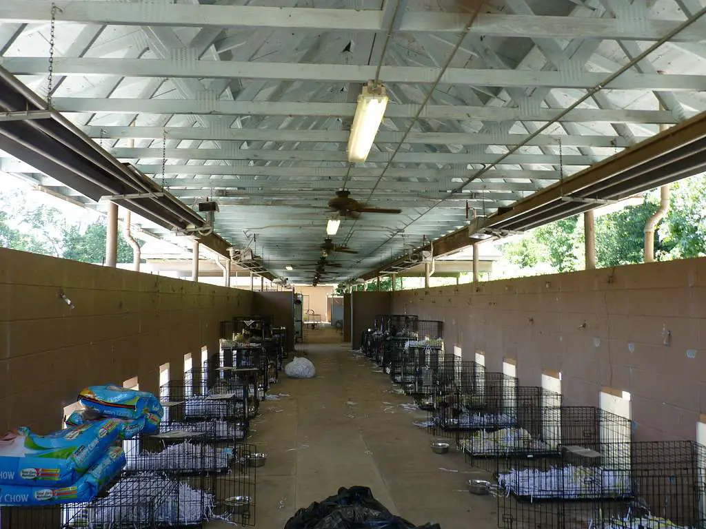 What is a Boarding Facility for Dogs? Unveiling the Secret