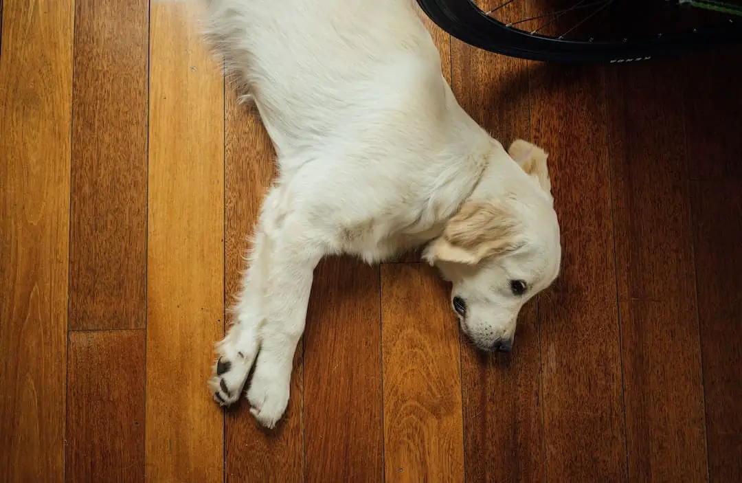 Do dogs enjoy sleeping on the floor?