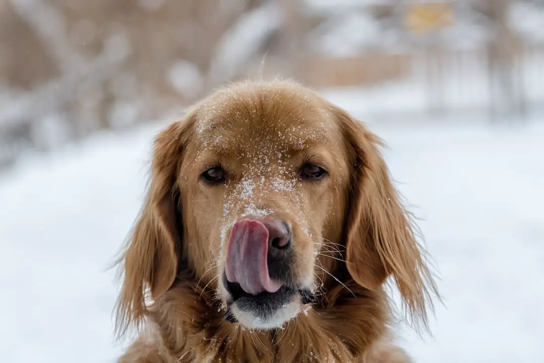 Is it OK to let a dog lick your face?