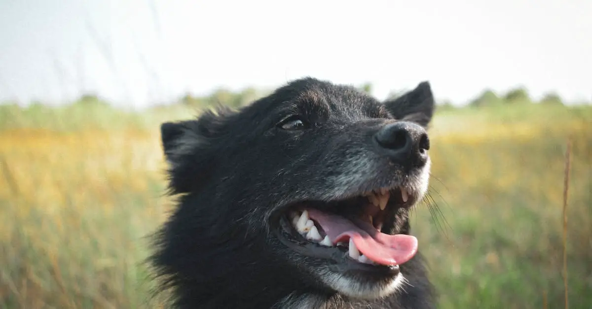 Is it OK to kiss dog on mouth?