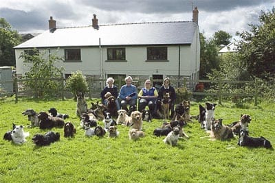 How Much Is Day Boarding for Dogs?