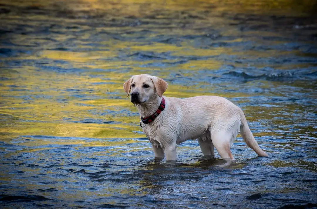 How often should you bathe a dog?