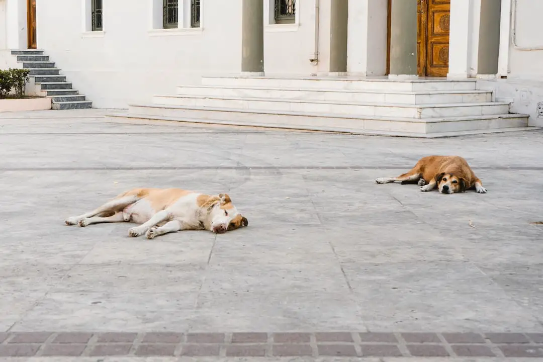 Do dogs enjoy sleeping on the floor?