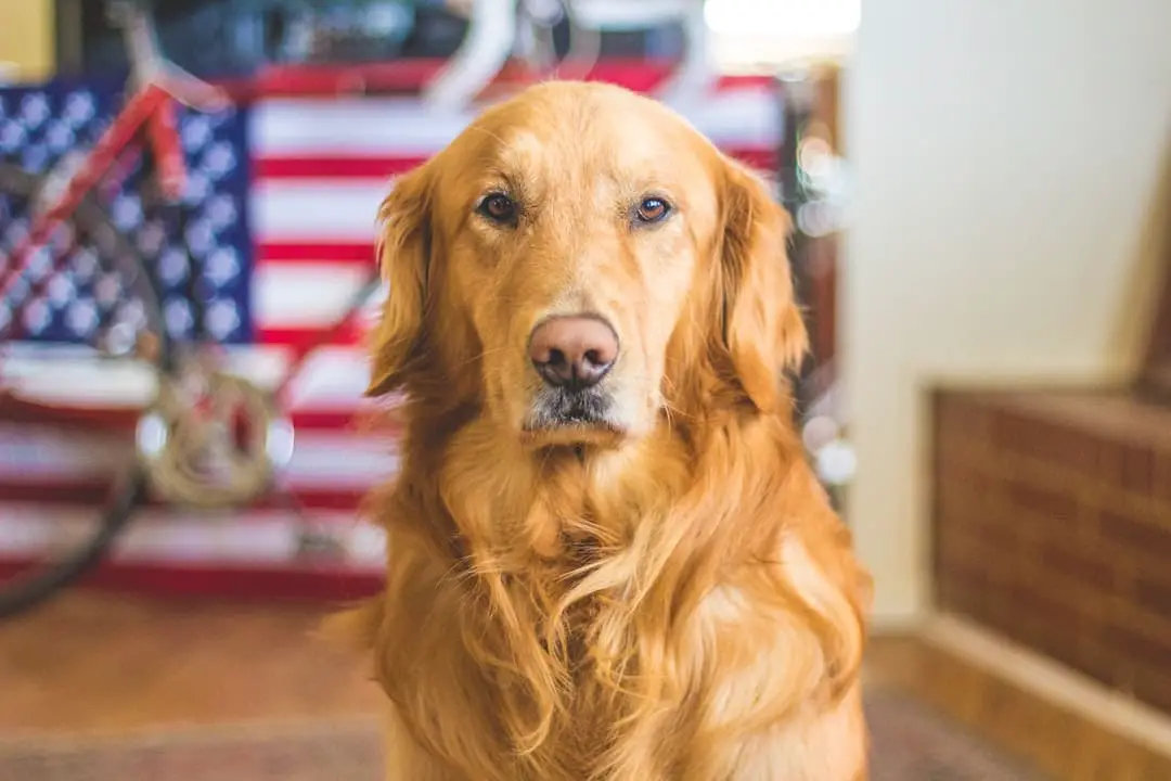 Is boarding bad for dogs with separation anxiety?