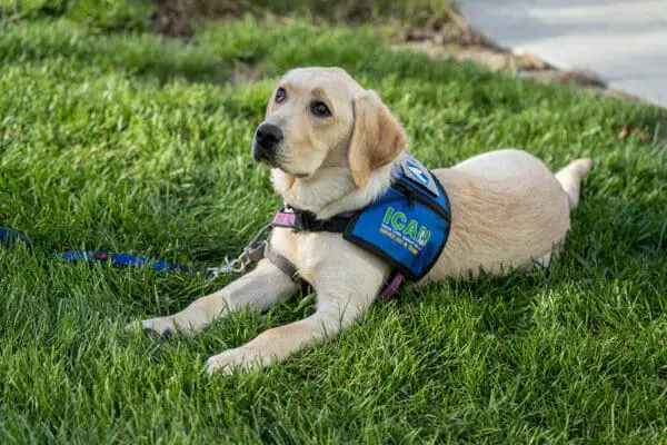 Attending Dog Boarding School