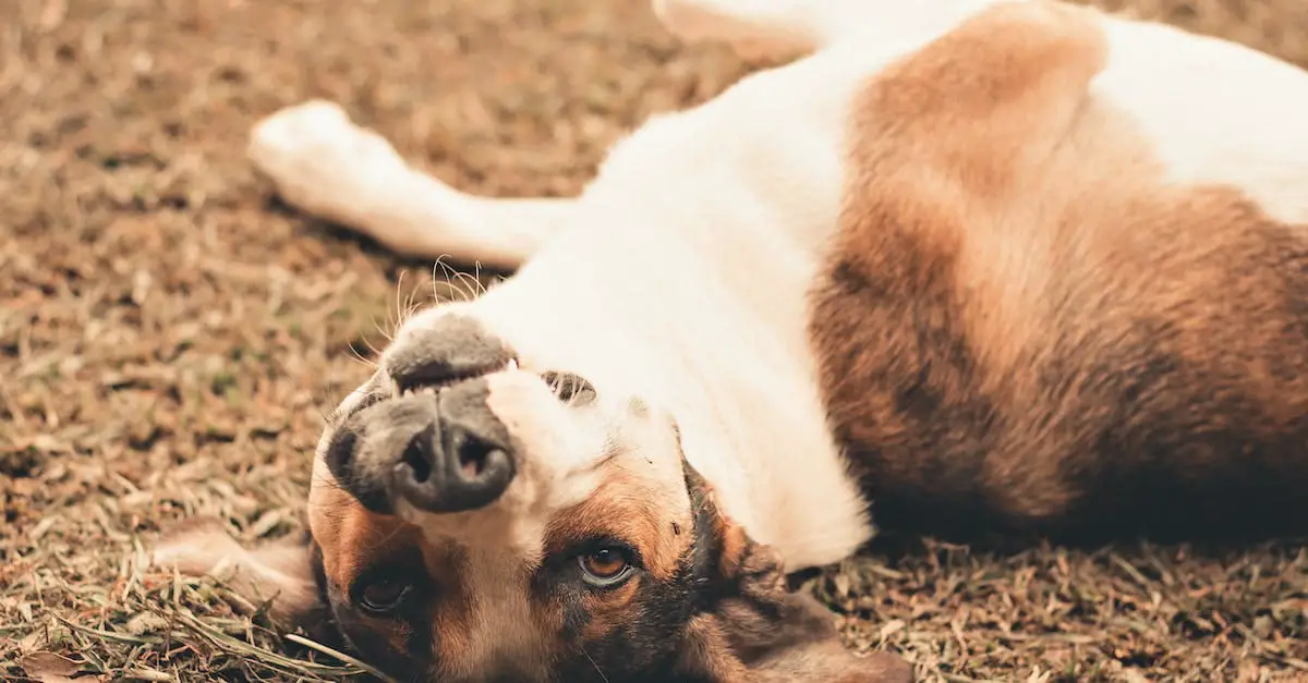 Is it OK to kiss your dog on the nose?