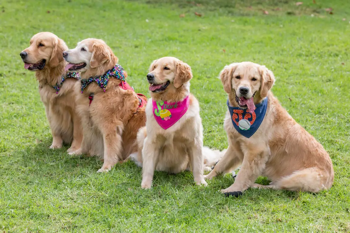 What Is Boarding for Pets?