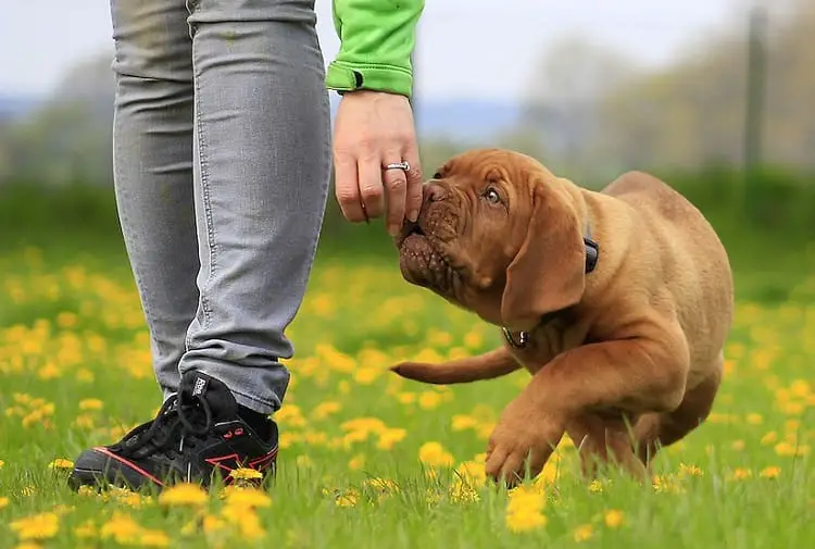 How Much Does Boarding School for Dogs Cost?