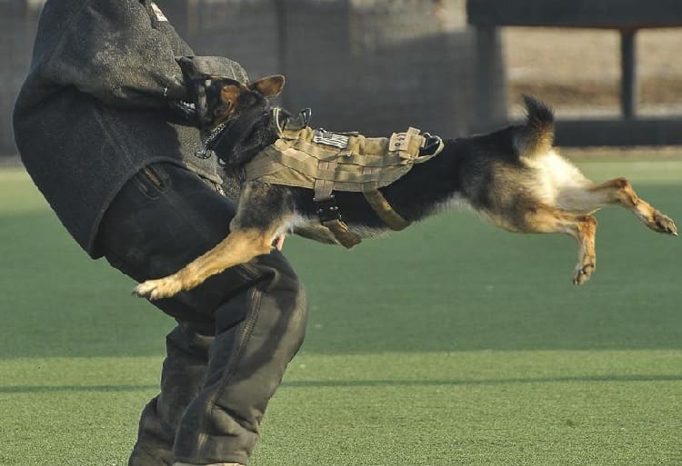 Boarding for Dogs who are Aggressive