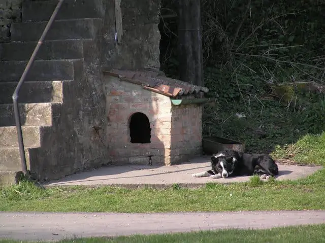 Dog Boarding in the UK