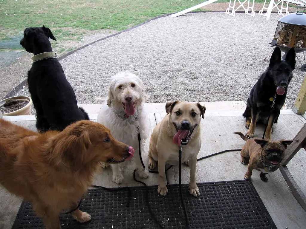 What is Boarding Training for Dogs: A Guide to Behavior Improvement