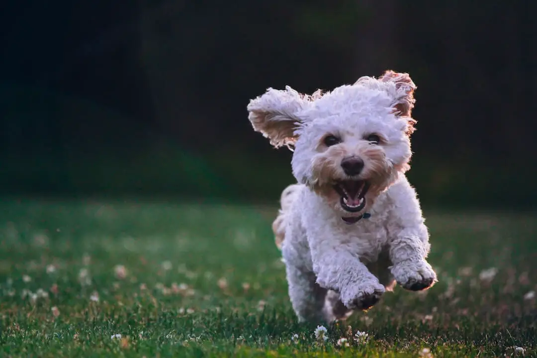 Is it bad to board an anxious dog?