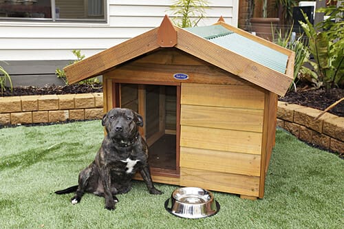 Kennels for Dogs: Are They Good?