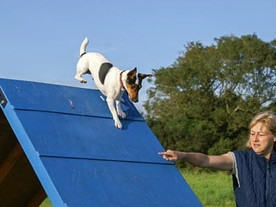 How Much is Boarding Training for Dogs?