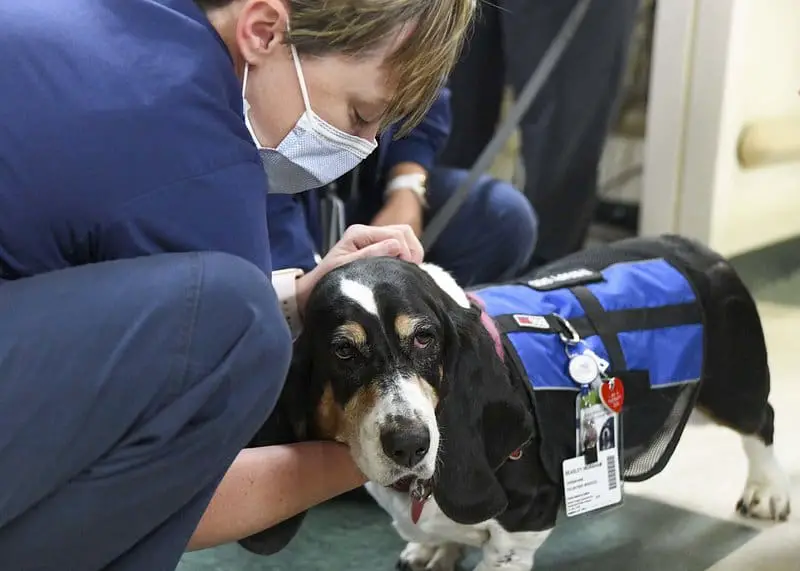 Exploring the World of Medical Boarding for Dogs