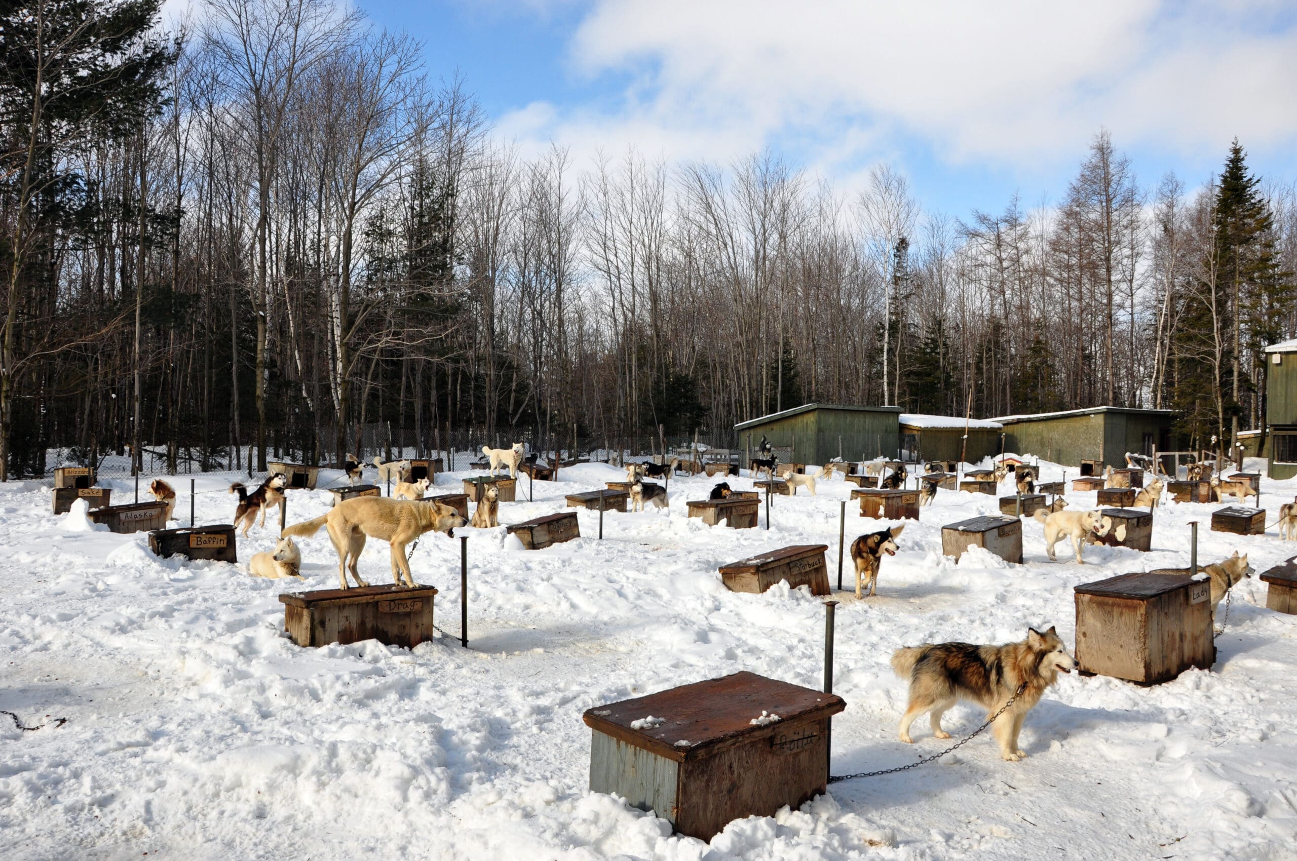 Are Boarding Kennels Okay for Dogs?