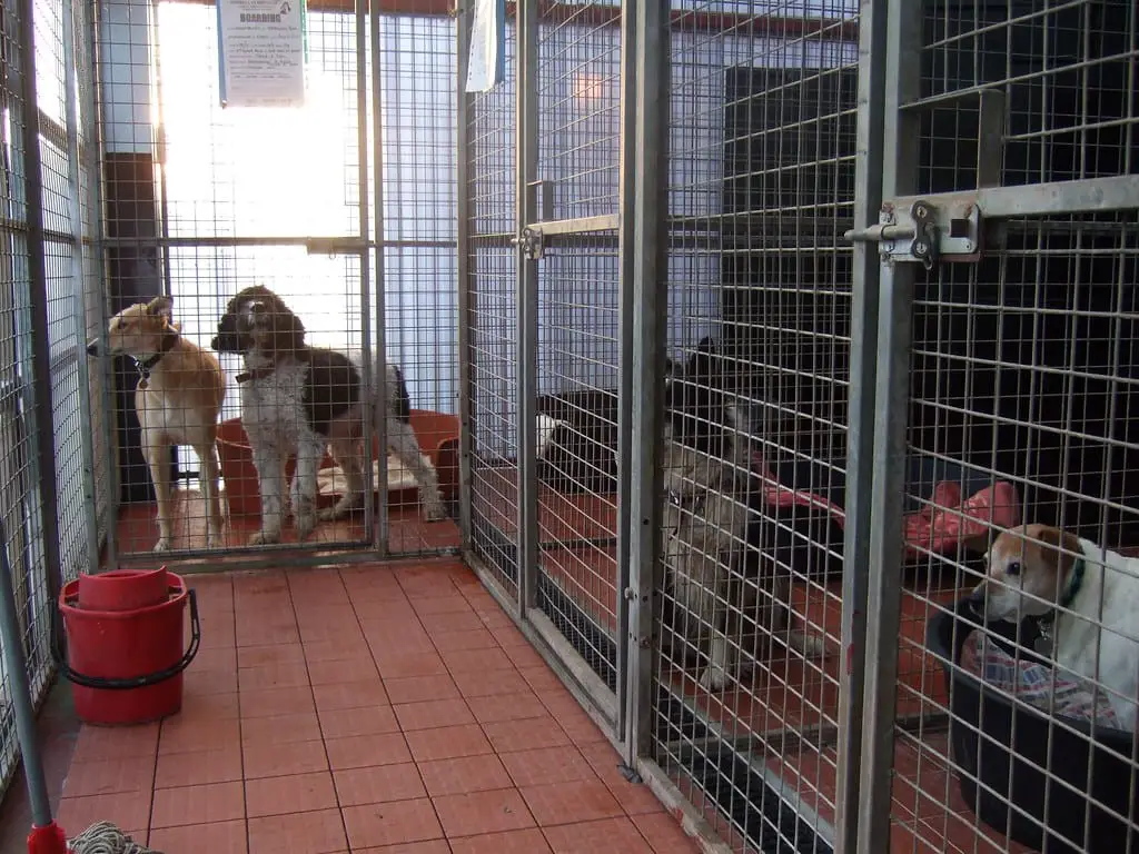 Exploring the Safety of Boarding Kennels for Dogs