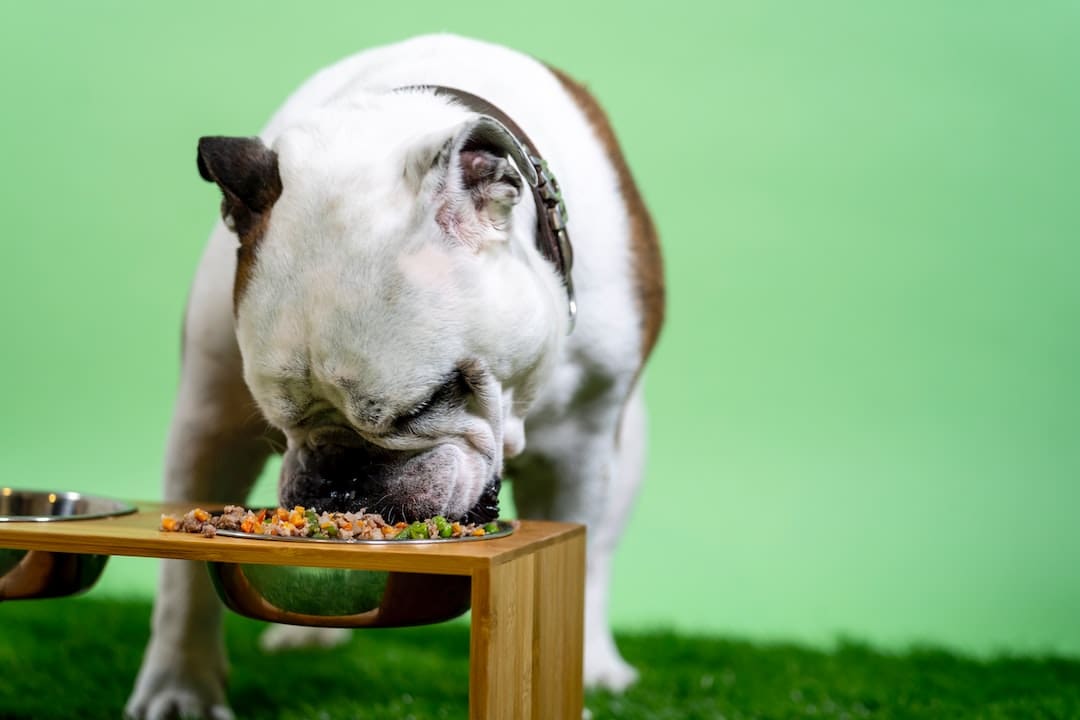 How many hours can a dog eat after deworming?