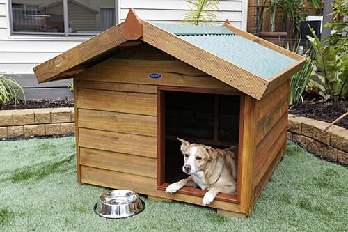 Are Kennels Good for Dogs?