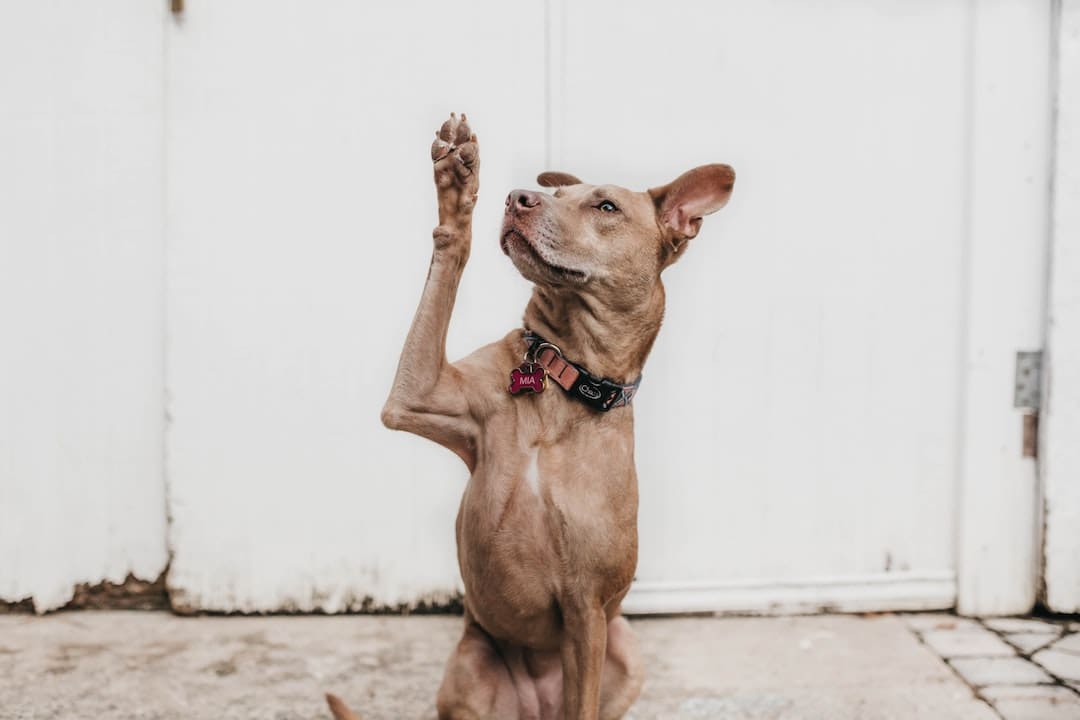 Is it OK to kiss your dog on the nose?