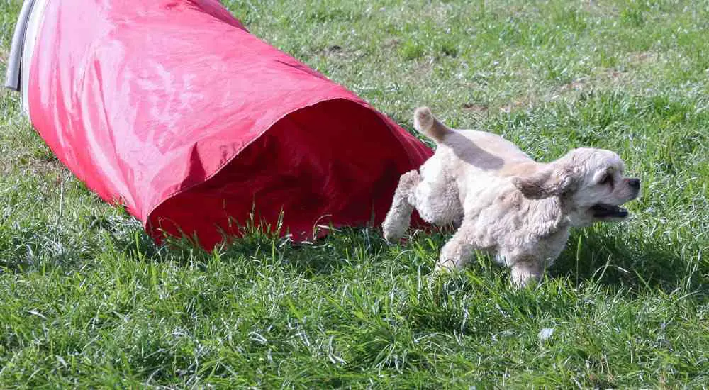 Are Boarding Kennels Safe for Dogs?