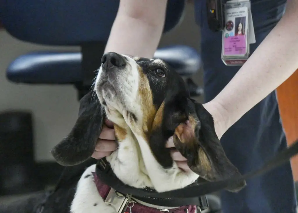 What is Medical Boarding for Dogs?