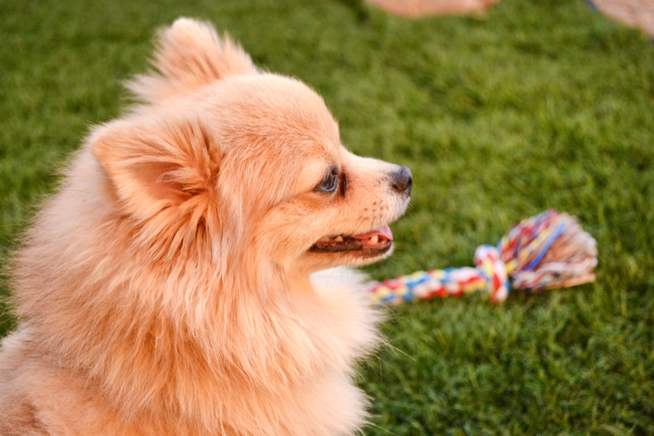 How Much is Pet Boarding Per Day?