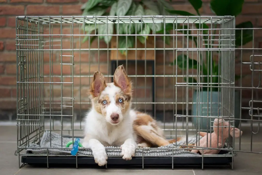 Finding the Perfect Dog Kennel: Price Guide