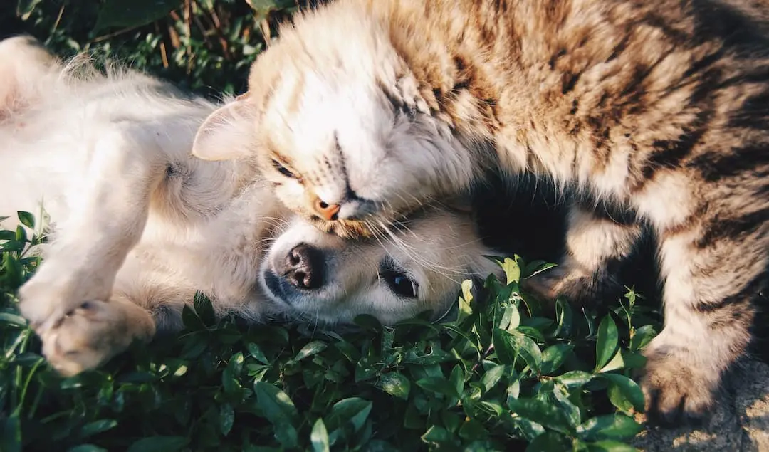 Is it better to brush a dog before or after a shower?