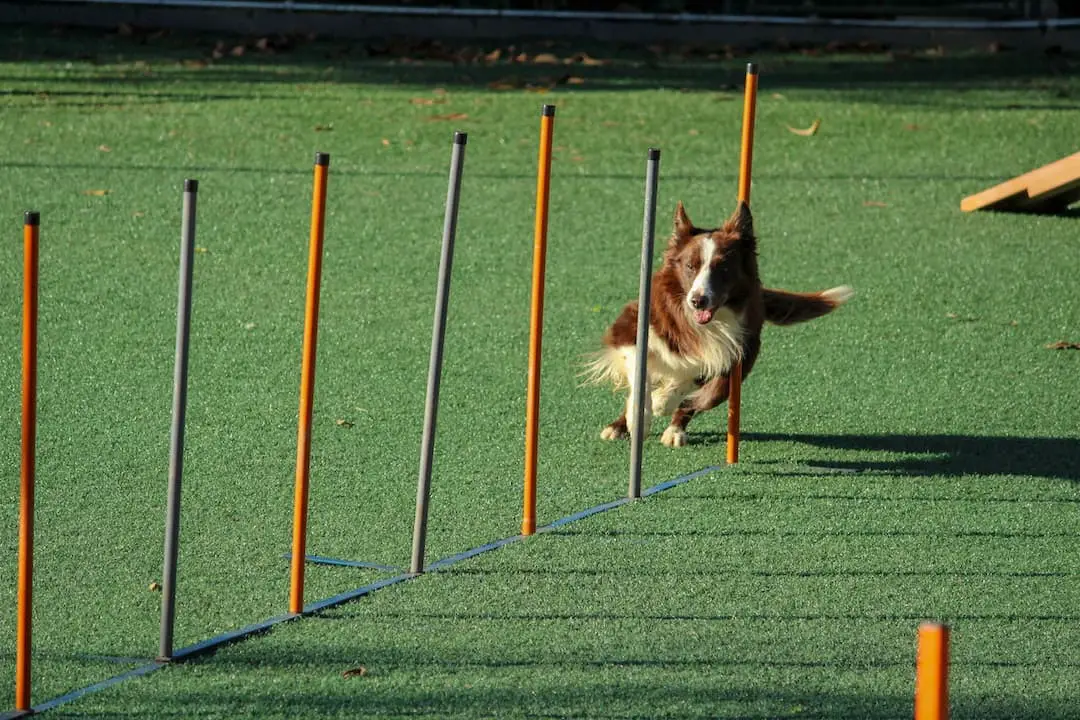 Is 2 years too old to train a dog?