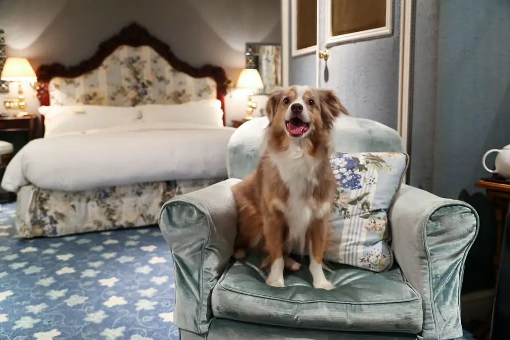 How Much is a Hotel for Dogs?