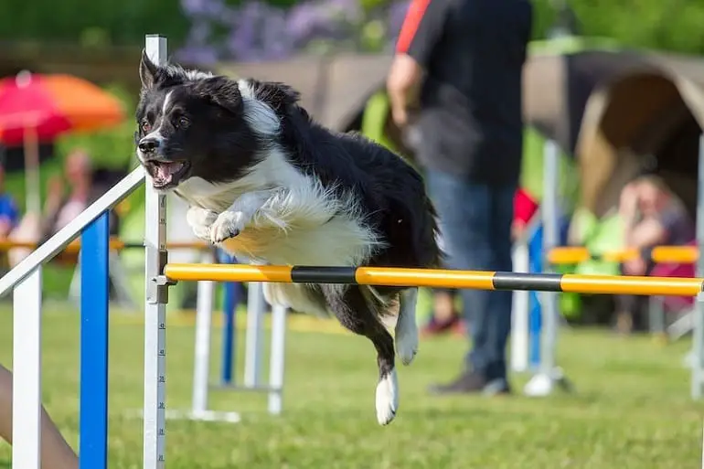 Training dogs through boarding services