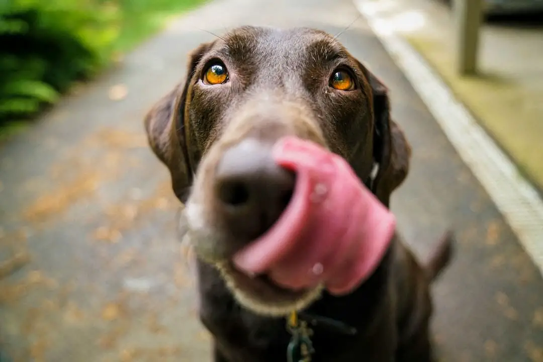 Can my dog lick me in the mouth?