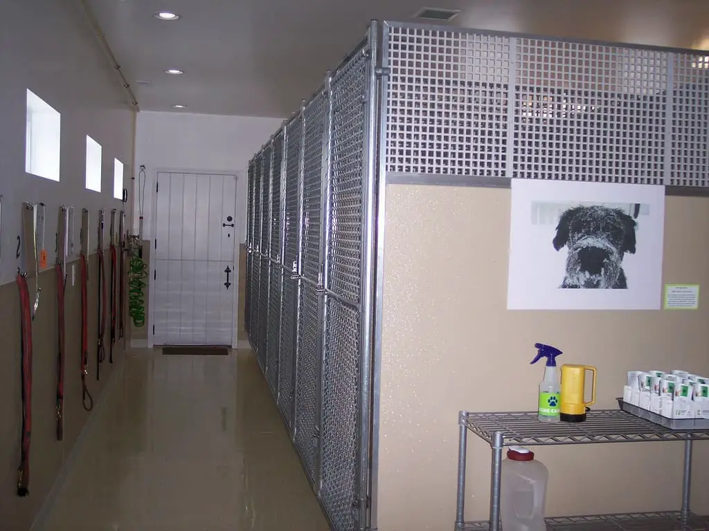 What is a Boarding Facility for Dogs: Exploring Different Types and Services