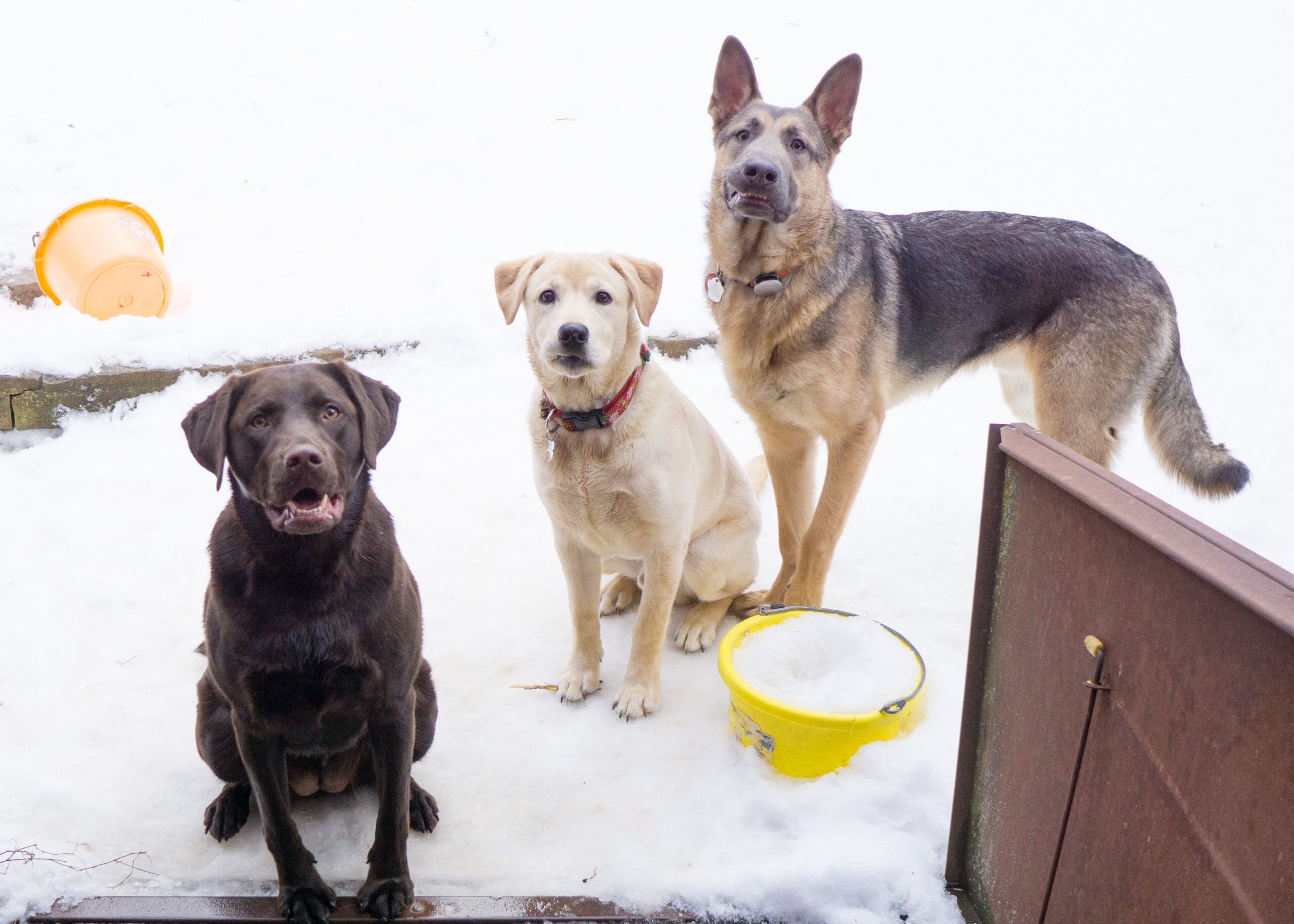 Are Boarding Kennels OK for Dogs: Ensuring a Positive and Safe Environment