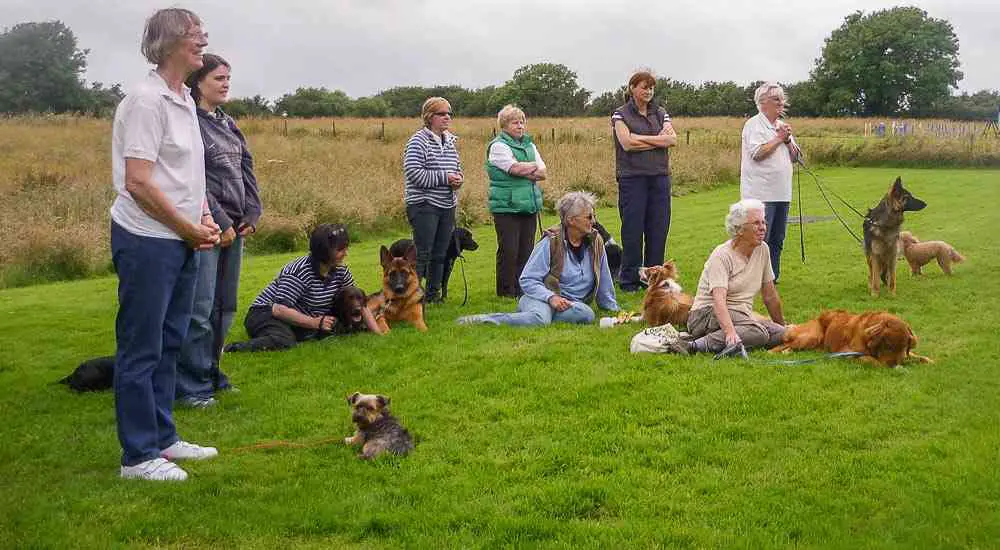 Boarding for Pets: Explained