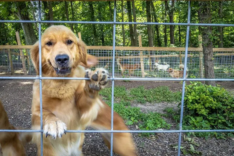 Pet Boarding Per Day: How Much Should You Expect?